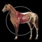 Similar Horse Anatomy: Equine 3D Apps