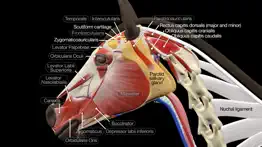 horse anatomy: equine 3d alternatives 1
