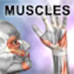 Learn Muscles: Anatomy alternatives