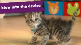 little kitten favorite pet cat alternatives 5