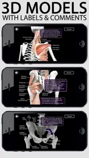 learn muscles: anatomy alternatives 1