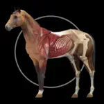 Horse Anatomy: Equine 3D alternatives