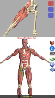 visual anatomy alternatives 2