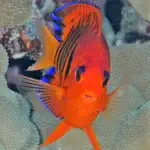 Tahiti Fish ID alternatives