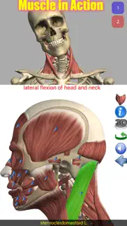 visual anatomy alternatives 1
