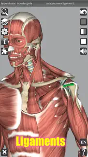 3d anatomy alternatives 8