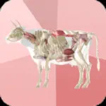 Beef Cuts 3D alternatives