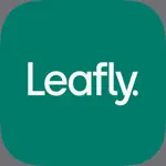 Leafly: Find Weed Near You alternatives