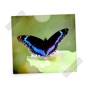 Similar Butterfly Photos Apps