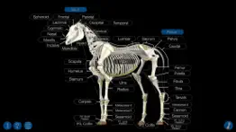 horse anatomy: equine 3d alternatives 4