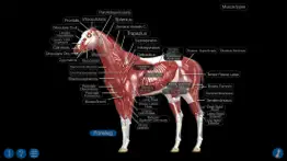 horse anatomy: equine 3d alternatives 3