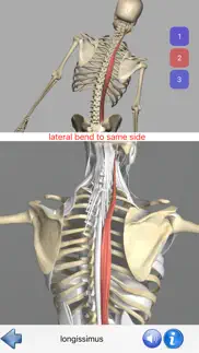 visual anatomy alternativer 6