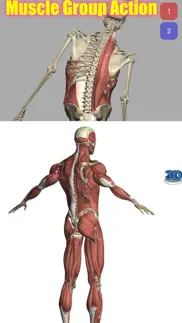visual anatomy alternativer 3