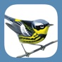 Similar Sibley Birds 2nd Edition Apps