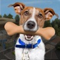 Similar Animal Rescue - Dog Simulator Apps
